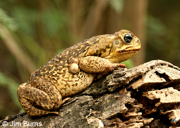 Marine Toad on butterfly bait log