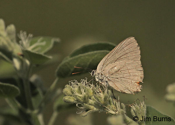 Marius Hairstreak, very worn but showing gray eye, Texas