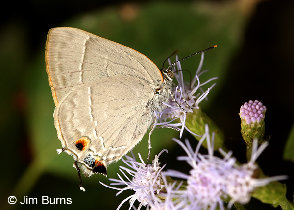 Marius Hairstreak,Texas
