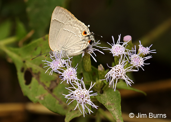 Marius Hairstreak on Lantana,Texas