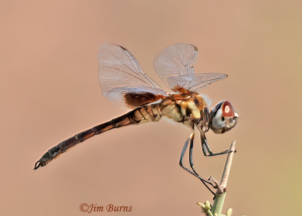 Marl Pennant immature male, Maricopa Co., AZ, August 2024--2770