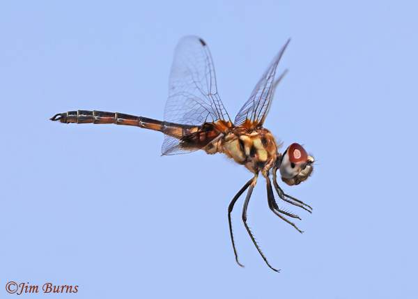 Marl Pennant immature male in flight, Maricopa Co., AZ, August 2024--2776