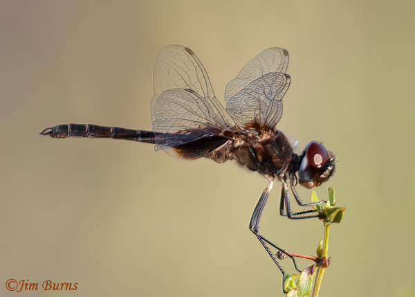 Marl Pennant male, Maricopa Co., AZ, September2024--2997