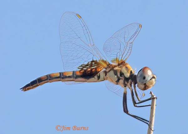 Marl Pennant female, Maricopa Co., AZ, September 2024--3020