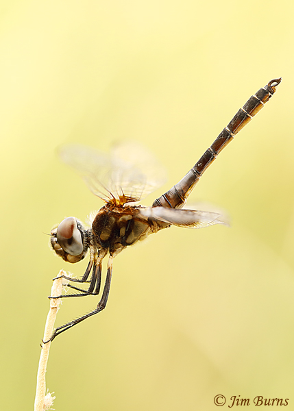 Marl Pennant immature male, Maricopa Co., AZ, June 2019--4083