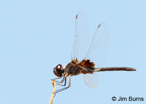 Marl Pennant male, Graham Co., AZ, August 2012