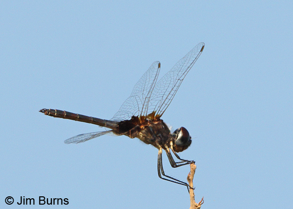 Marl Pennant male, Maricopa Co., AZ, August 2014