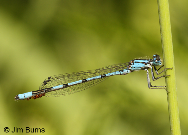 Marsh Bluet male, St. Louis Co., MN, July 2012