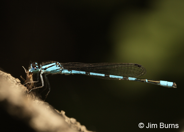 Marsh Bluet male eating fly, St. Louis Co., MN, July 2012