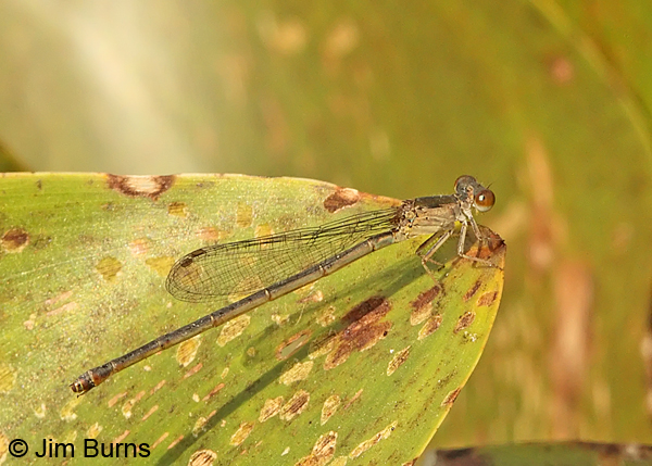 Marsh Firetail female, Cameron Co., TX, October 2013