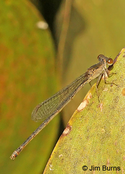 Marsh Firetail female vertical, Cameron Co., TX, October 2013