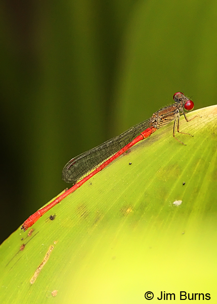 Marsh Firetail male vertical, Cameron Co., TX, October 2013