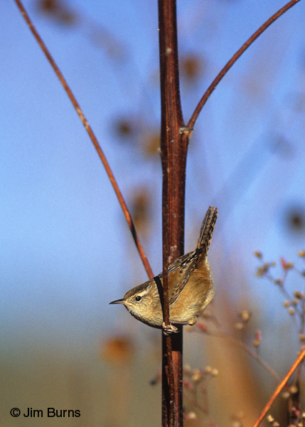 Marsh Wren in tree