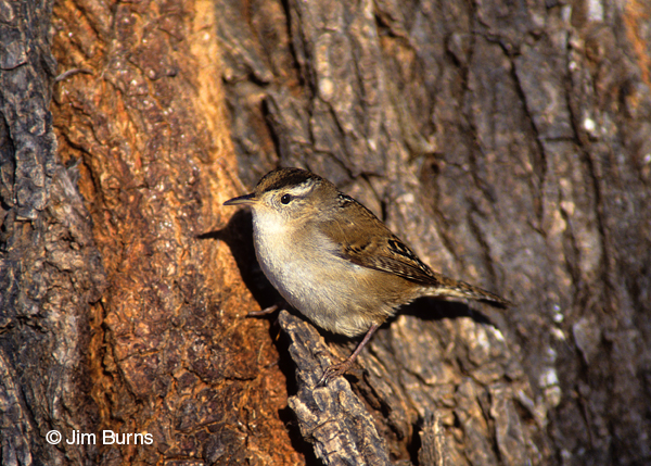 Marsh Wren on tree