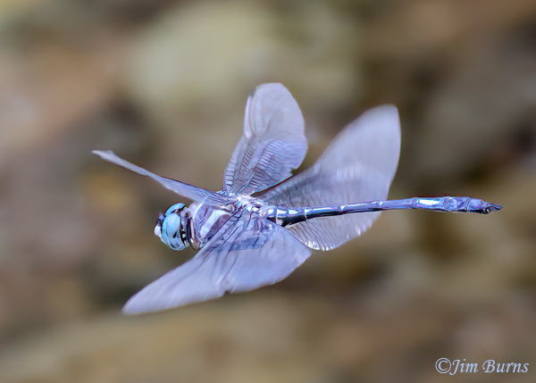 Masked Clubskimmer male in flight, Cochise Co., AZ, July 2023--0211