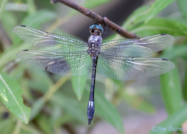 Masked Clubskimmer male, Cochise Co., AZ, July 2023--0218