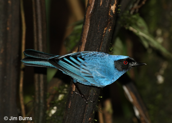Masked Flowerpiercer