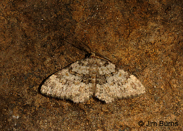 Matigramma emmilta, Arizona