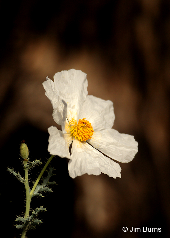 Matilija Poppy #2, Arizona