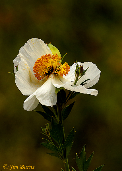 Matilija Poppy #3--0145