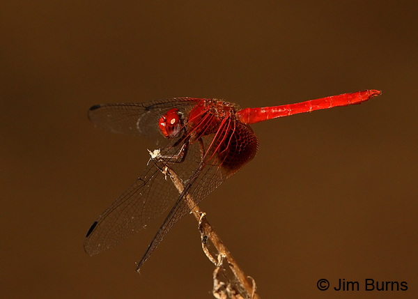 Mayan Setwing male, Cochise Co., AZ, October 2013