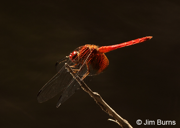 Mayan Setwing male black velvet, Cochise Co., AZ, October 2013