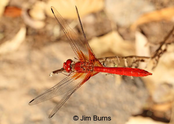 Mayan Setwing male dorsal view, Cochise Co., AZ, October 2013