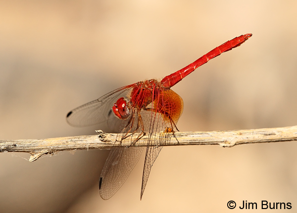 Mayan Setwing male on branch, Cochise Co., AZ, October 2013 