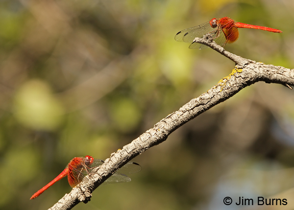 Mayan Setwing males face-off, Cochise Co., AZ, October 2013