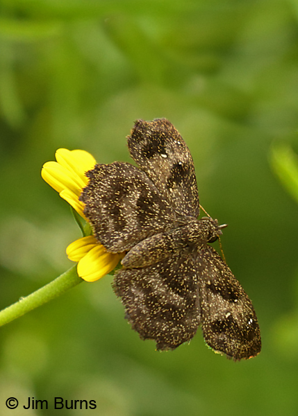 Mazan's Scallopwing female in greenery, Texas