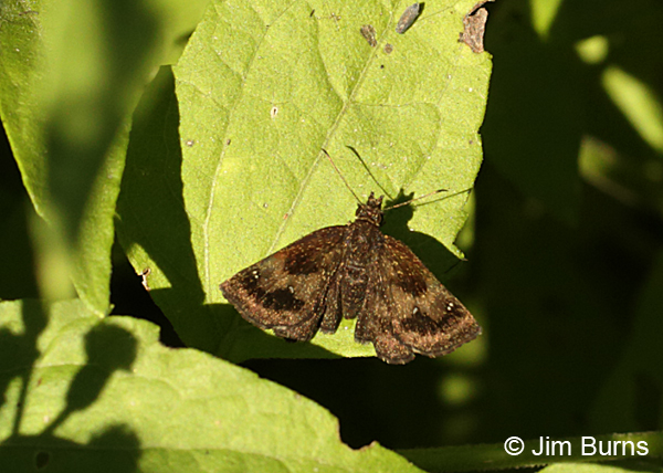 Mazans Scallopwing female, Texas