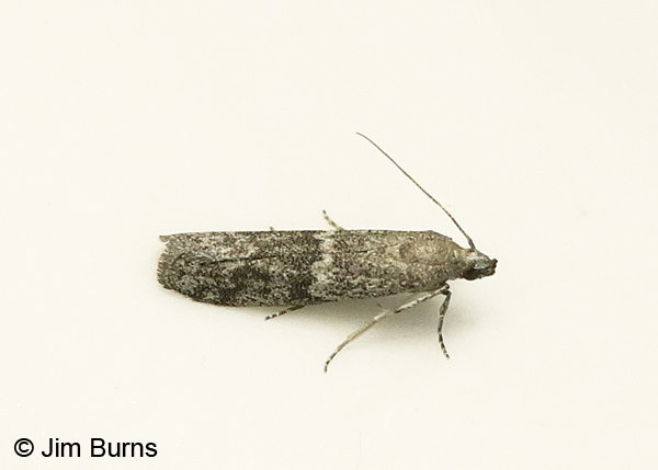 Mediterranean Flour Moth dorsolateral view, Arizona