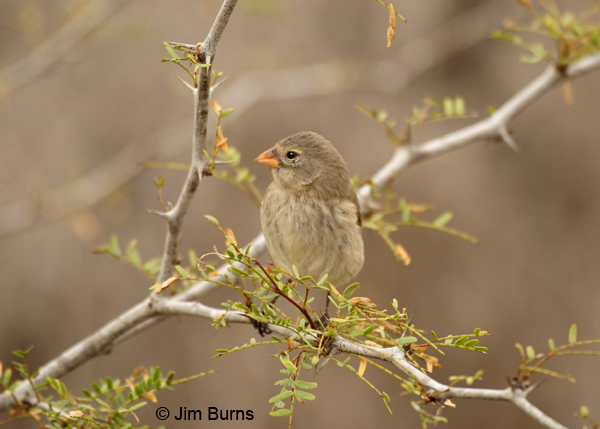 Medium Ground-Finch female