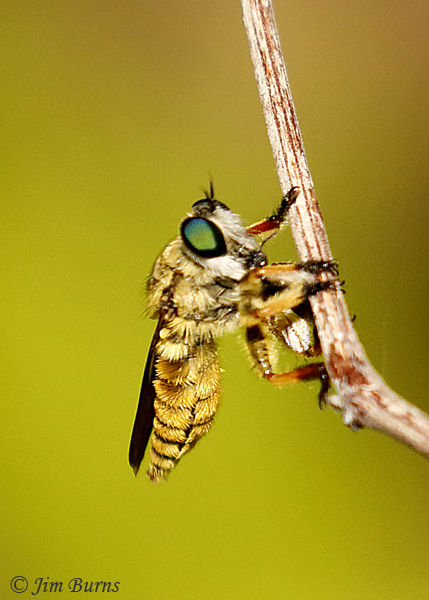 Megaphorus prudens with small fly, Arizona--0726