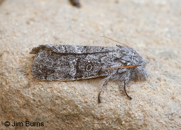 Meleneta antennata dorsolateral view, Arizona