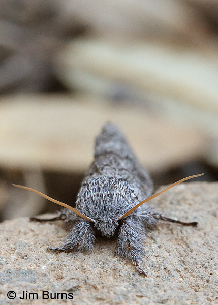 Meleneta antennata face shot, Arizona