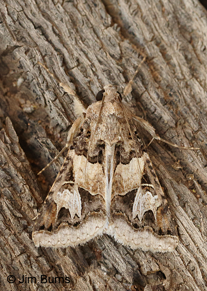 Melipotis Novanda, Arizona