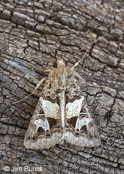 Melipotis novanda, Harshaw Canyon, Arizona
