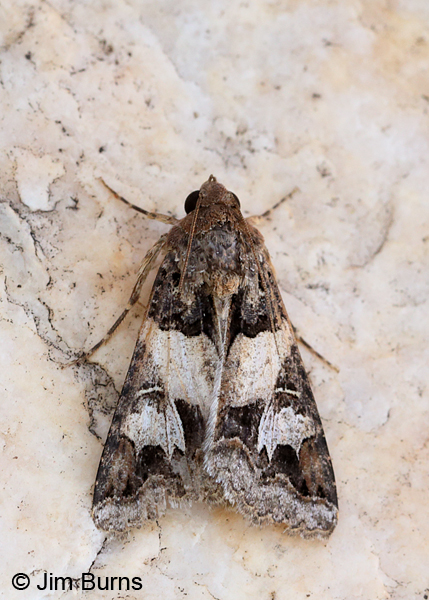 Melipotis novanda #10, Arizona