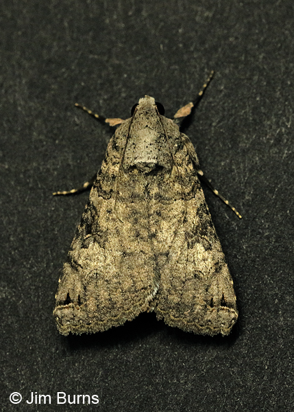 Melipotis novanda dorsal view, Arizona