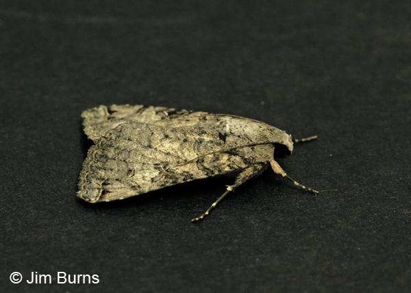 Melipotis novanda dorsolateral view, Arizona