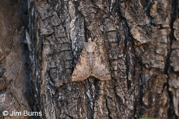 Melipotis novanda on tree, Arizona