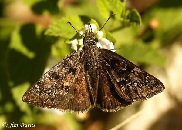 Meridian Duskywing, Arizona--6671