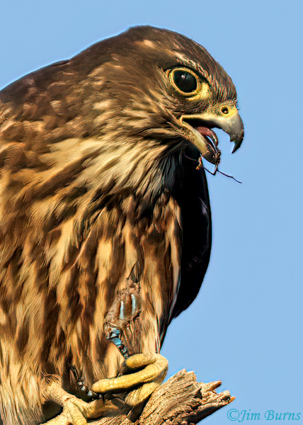 Merlin plucking male Blue-eyed Darner close up