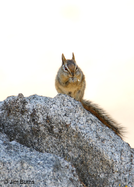 Merriam's Chipmunk