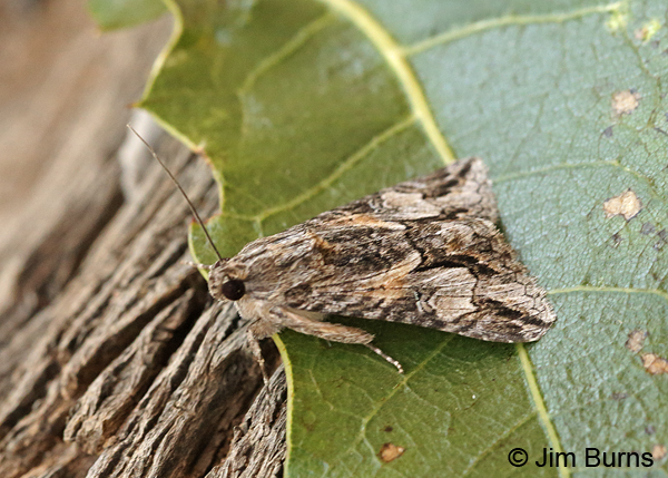 Merry Melipotis Moth dorsolateral view, Arizona