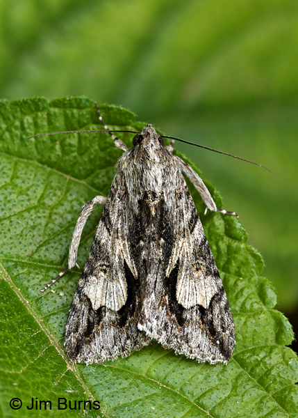 Merry Melipotis Moth on Lantana, Arizona