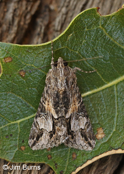 Merry Melipotis Moth on leaf, Arizona
