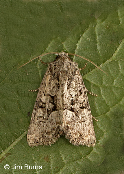 Mesapamea arbora, very worn individual, Arizona.