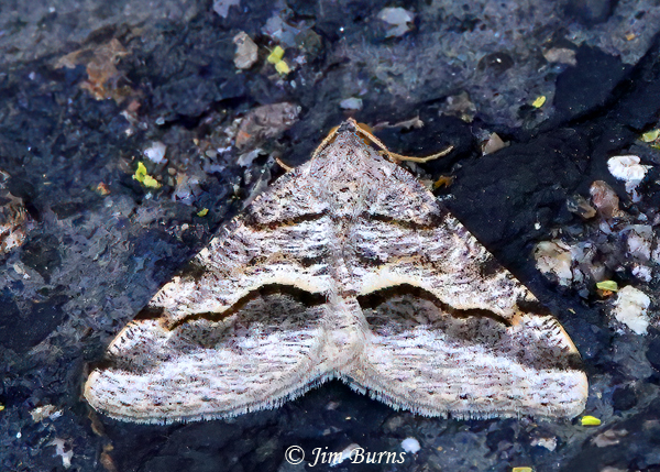 Mesquite Looper, Arizona--4661